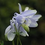 【山野草】早池峰オダマキ