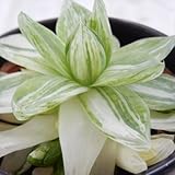 sdハオルチア 京の華錦 多肉植物 ハオルチア 3号鉢