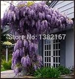 $ 1.11get 10藤の種子は、今日の最安料金を始める贈り物11.11プロモーションとして30ブルースプルースを送信します