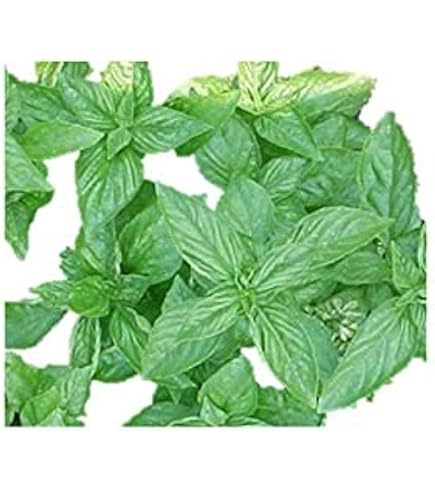 Amazon.co.jp: 植物種子 レモンバジル 種 50粒 : DIY・工具・ガーデン