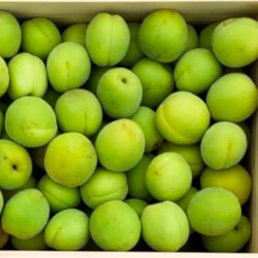 ぽにゃるどページ青梅完熟10ｋｇ2Lサイズ以下なるべくLサイズ以下 ぽにゃるどページ青梅完熟10kg2Lサイズ以下なるべくLサイズ
