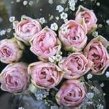 カネコ種苗 チューリップの球根 切花最前線 アンジェリケ 6球入
