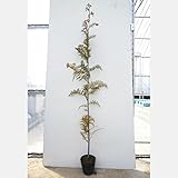 ヒノキ 樹高1.0m前後 15cmポット ひのき 苗木 植木 苗 庭木 生け垣