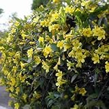 カロライナジャスミン　１株