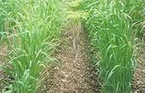 【種子】緑肥用エンバク とちゆたか 10kg