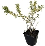 ローズマリー・ウィルマスゴールド　【5Potセット】　ハーブ苗