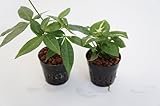 園芸農家から新鮮な苗を届けます。　ハイドロカルチャー苗　寄せ植えセット6Φ【パキラ×シンゴニューム】　水だけで育つので育てやすいのが特徴