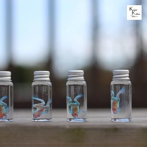 新世界]透明標本~New World Transparent Specimen~ | 冨田 伊織 |本