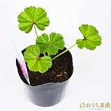 コモンマロウ 【苗】 ９ ｃｍ ポット ＜当店は 苗 種 鉢 培養土 ニーム の専門店＞