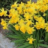 スイセン　テータテート　５球入