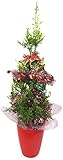花市場直送便【クリスマス】ゴールドクレスト クリスマス飾り付 6寸