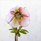 クリスマスローズ 24ポットセット ヘレボルス グランドカバー 寄せ植え