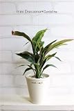 観葉植物 ミニドラセナ＊コーディライン H28　造花 人工観葉植物 フェイクグリーン 消臭＊CT触媒