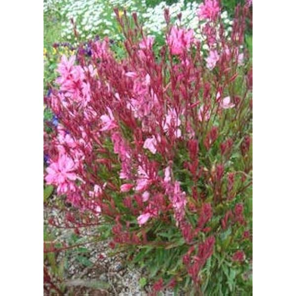 Amazon Co Jp ハッピーガーデン ガウラ 桃色花 3 3 5号 1鉢 お取り寄せ商品 Diy 工具 ガーデン