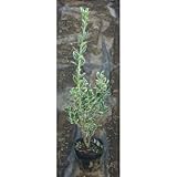 フイリ銀マサキ (ギンマサキ) 5号ポット 10本セット