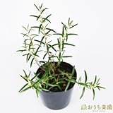 ローズマリー ディープブルー 半ほふく性 【苗】 9cmポット ＜当店は 苗 種 鉢 培養土 ニーム の専門店＞