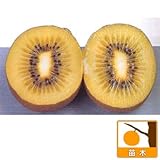 キウイ（メス木）：ジャンボイエロー4～5号ポット[黄肉系最大果 早生種][苗木] ノーブランド品