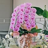 エーデルワイス 【胡蝶蘭 3本立 ピンク 3L】サイズ 開店祝 開業祝 記念日 就任祝 退職祝 誕生日