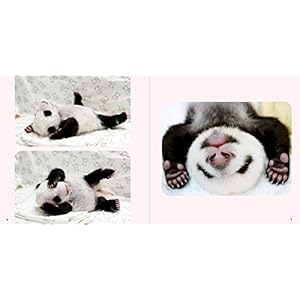 ベビー パンダ あかパン