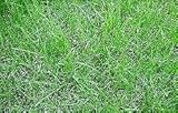 西洋芝の種 GPスペシャルMix　600g 5坪（16.5平方メートル）分
