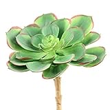 Shinoda Design Center 0031301186 Faux Succulent Stem 7 Green/Cream【クリスマス】【ツリー】 [並行輸入品]