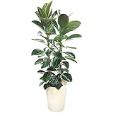 ロブスター ゴムの木 フィカス ゴムノキ 観葉植物 10号 大鉢 観葉植物 インテリア 大型 オシャレ 大きい 尺鉢 大サイズ 本物