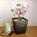 桜 盆栽 【 一才桜 】 ６号角鉢 受け皿付き【RCP】 白