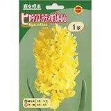 秋植え球根 ヒヤシンス シティオブハーレム 黄花 (230859)