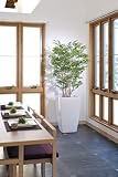 光触媒観葉植物 アートゴールデンツリー1.8 114A850
