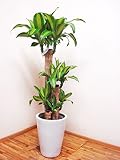 【送料無料】花言葉は幸福！！人気の陶器鉢仕立てのドラセナ・マッサンゲアナ（幸福の木）4本仕立て/120センチ前後（8号）