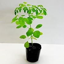 41fNc0VnXXL._AC_UL210_SR210,