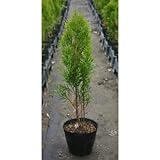 エメラルドグリーン 5号ポット