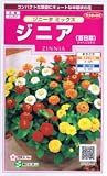ジニア(百日草)・ジニータミックス