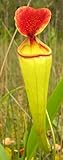 Nepenthes madagascariensis - Madagascar Pitcher Plant - 10 seeds