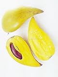 カニステル Thai Pouteria campechiana Sapotaceae 5 Seeds ThailandMrk