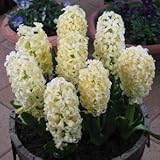 ヒアシンス(花壇用）　黄色　３球入