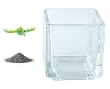 花市場直送便 ミニチュアガラス プテラノドン B & カラーサンド ブラック & 植え込み用グラス ニューブロックS