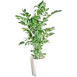 高性チャメドレア 観葉植物 本物 10号 大鉢 観葉植物 インテリア 大型 ヤシの木 ヤシ オシャレ 大きい 尺鉢