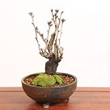 桜盆栽：特選天の川桜(信楽焼金彩足付丸鉢)*