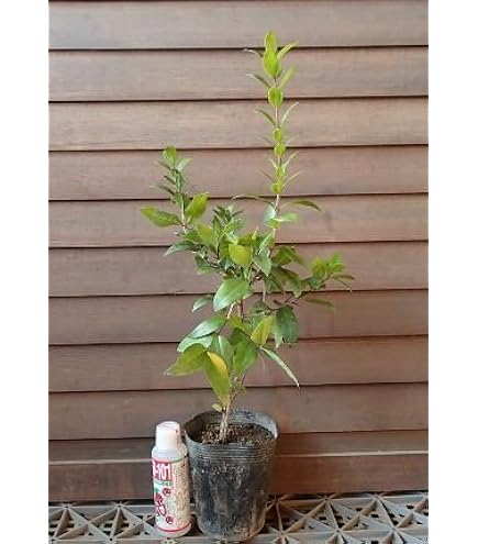 Amazon.co.jp: カカオの苗木 1鉢 ガーデニング 園芸用品 : DIY・工具