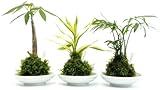 2寸苔玉3種セットパキラ、サンデリアーナ、テーブルヤシ