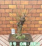 花芽いっぱい、寒梅　8号鉢(20×29cm) 白梅：月影