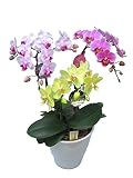 胡蝶蘭 胡蝶蘭３色寄せ合わせ 3本立ち （こちょうらん） 胡蝶蘭 生花 造花 ギフト 光触媒 髪飾り 産地直送