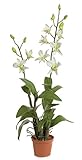 人工Dendrobium Orchid Plant withクリーム花