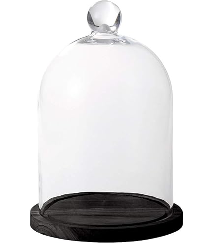 Amazon.co.jp: ダルトン(Dulton) ディスプレイ用品 グラスドーム