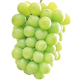 国華園　果樹苗　ブドウ　シャインマスカットP接木　ウイルスフリー苗　5株【※発送が国華園からの場合のみ正規品です】