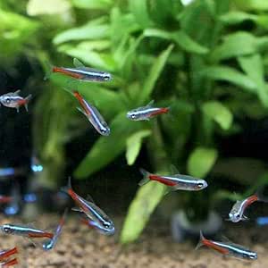 在庫処分 熱帯魚 ネオンテトラ ３００匹 北海道 九州 沖縄航空便要保温 沖縄別途送料 熱帯魚 Pitgrill Ru