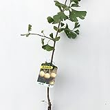 銀杏 苗木 久寿 12cmポット苗 きゅうじ いちょう 苗 イチョウ