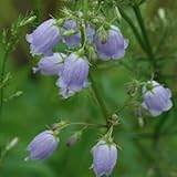 ツリガネニンジン