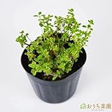 ゴールデン レモン タイム 【苗】 ９ ｃｍ ポット ＜当店は 苗 種 鉢 培養土 ニーム の専門店＞